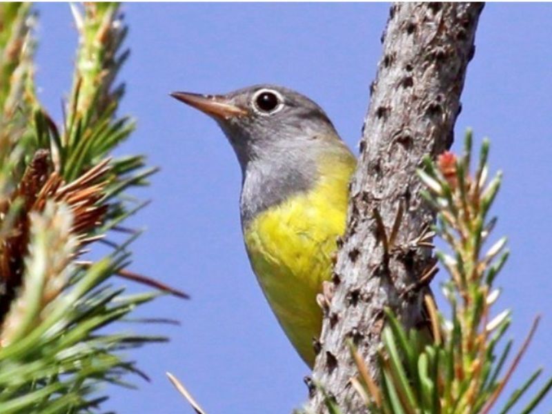 The Connecticut Warbler Population Has Decreased Severely In Wisconsin