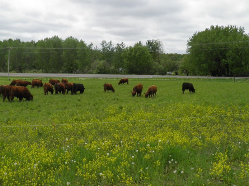 Fall Grazing Conference To Be Held In Shell Lake Nov. 5, 2022