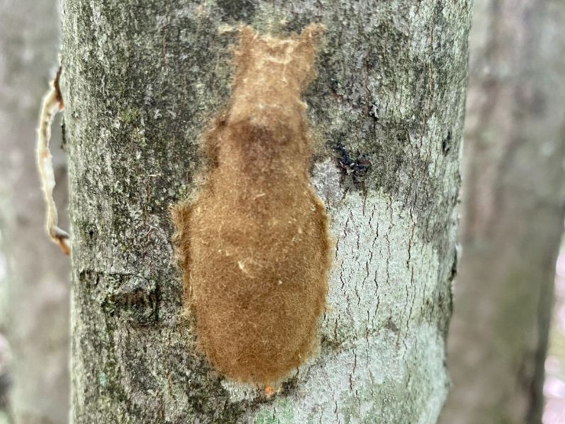 Natural Connections: Spongy Moth Discovery