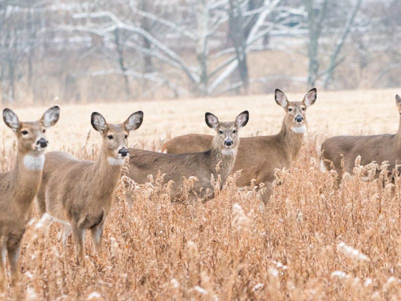 102,347 Deer Were Registered During Wisconsin's Opening Weekend Of 2022 Gun Deer Hunt