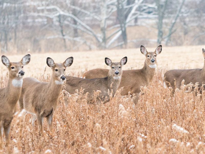 Total Firearm Deer Harvest In Wisconsin Up 14.4% Over Last Year