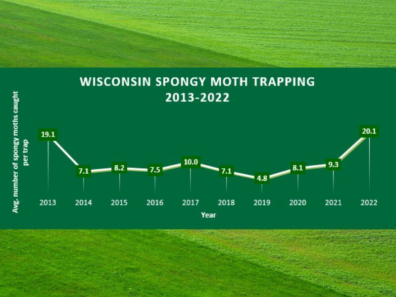 Spongy Moth Population Increases For Third Consecutive Year In Wisconsin