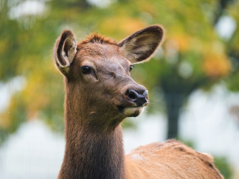 Wisconsin DNR Seeks Tips From The Public On Illegal Elk Shootings In Jackson County