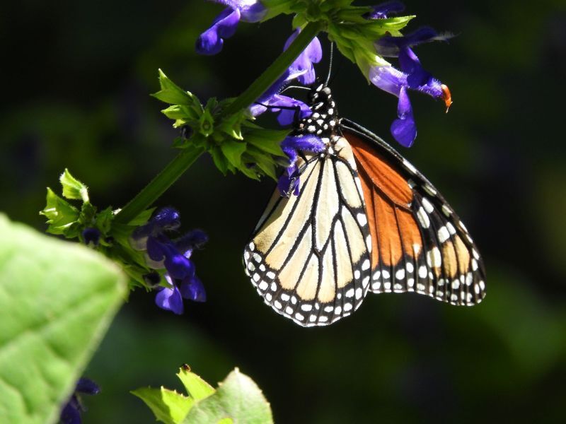 Natural Connections: Monarch Magic