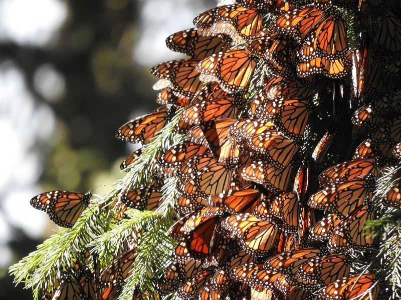 Natural Connections: Monarch’s Sacred Trees