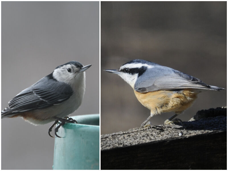 Natural Connections: Two Shades Of Nuthatch