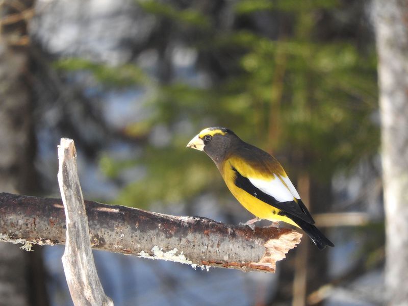 Natural Connections: The Wandering Grosbeak
