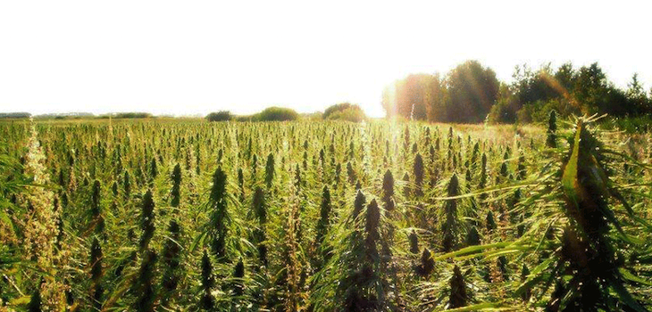 Walker Signs 36 Bills Into Law, Including Allowing Wis. Farmers to Grow Hemp