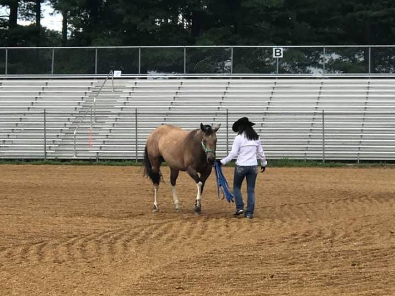 Does Your Horse Understand Your Cues From The Ground?