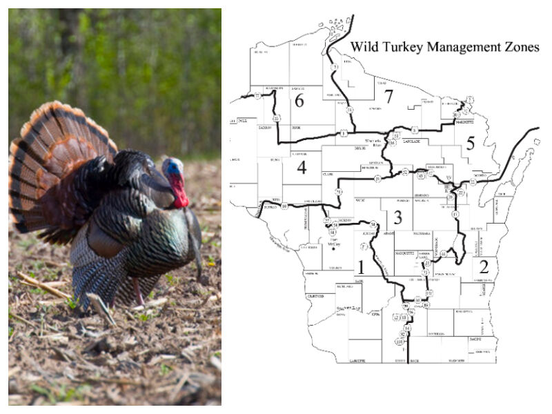 Bonus Harvest Authorizations For Wisconsin Spring Turkey Season Available Beginning Today