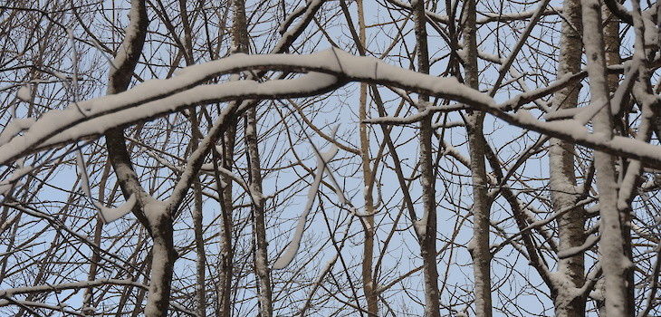Natural Connections: Winter Twigs