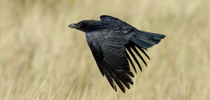 Natural Connections: Ravens