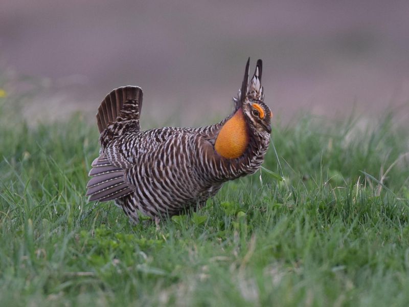 Natural Connections: Prairie Chickens