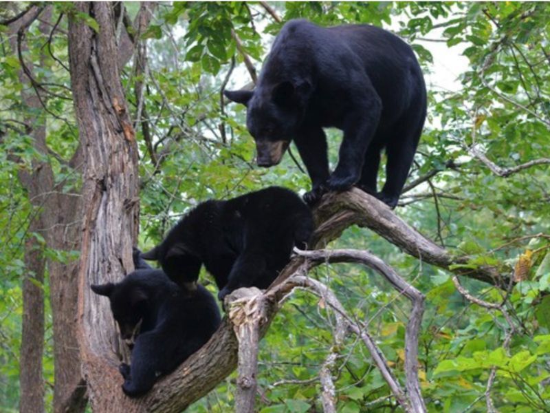 Take Steps Now To Avoid Potential Conflicts With Black Bears