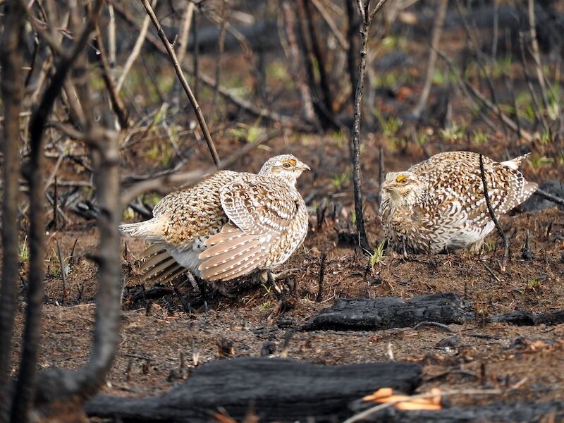 Natural Connections: Sharp-Tailed Grouse