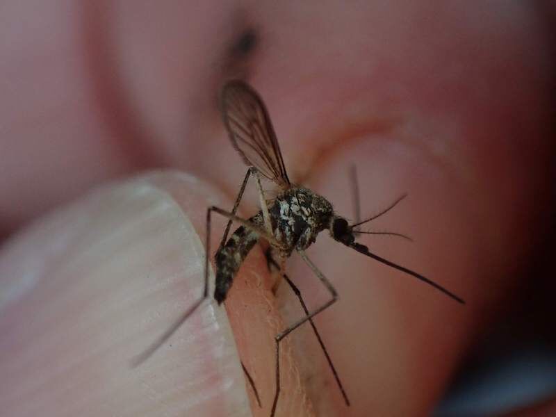 Natural Connections: The Menace Of Mosquitoes