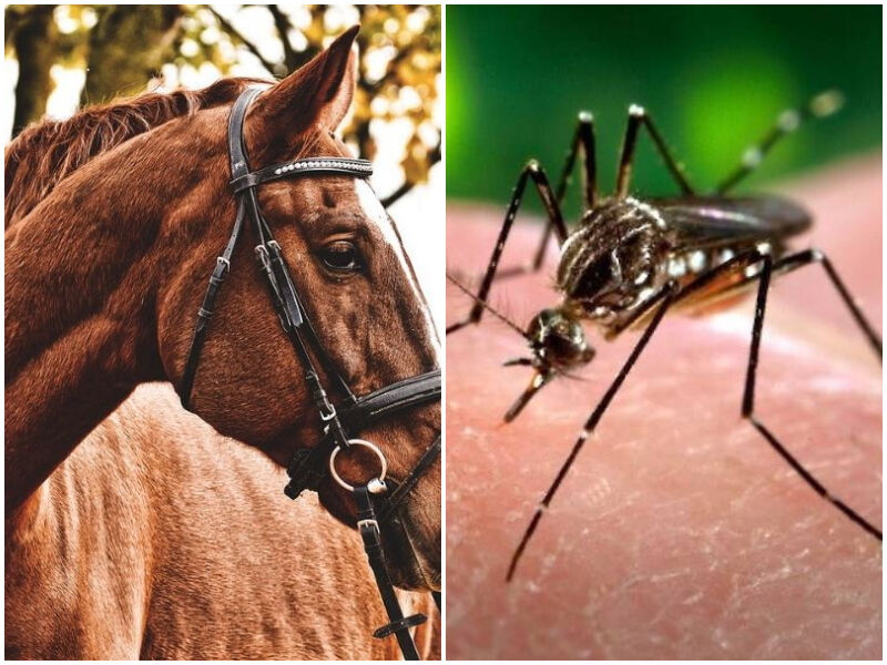 West Nile Virus Confirmed In Horse In Dunn County Wisconsin