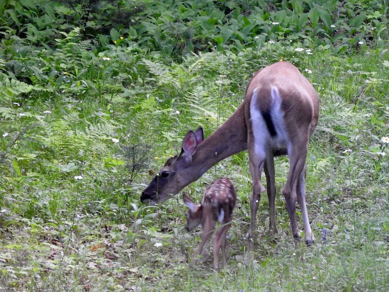Natural Connections: Fawn Feeding Frenzy