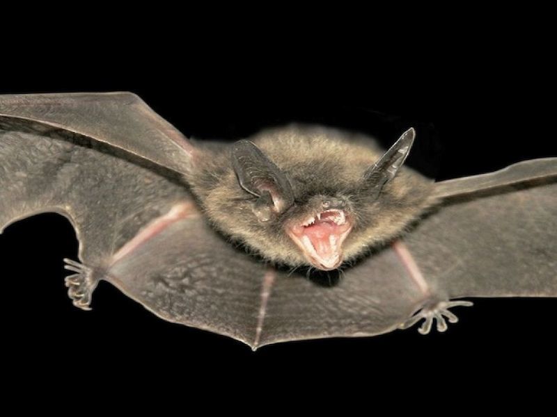 Barron County Public Health: Rabid Bat Found In County