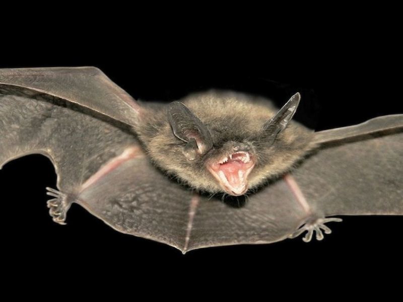 Washburn County Bat Tests Positive For Rabies