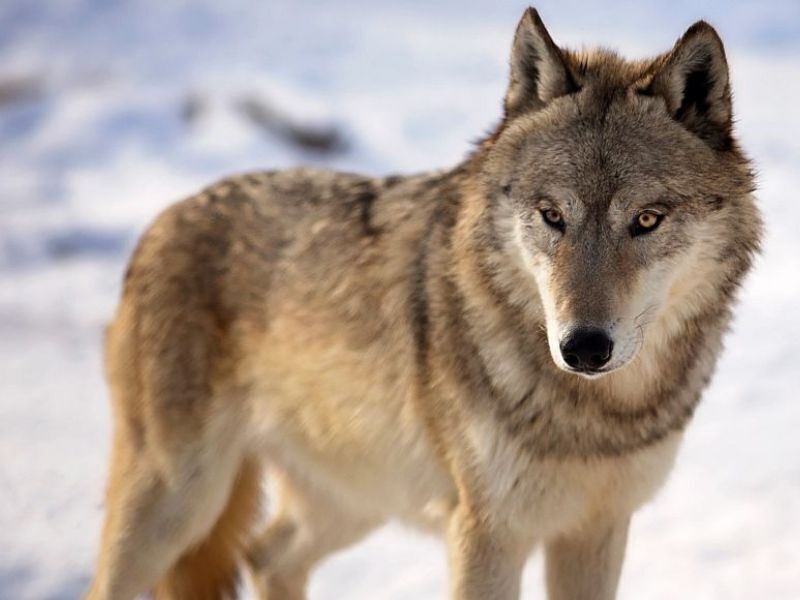 Wisconsin DNR Releases Revised Draft Of The 2023 Wolf Management Plan
