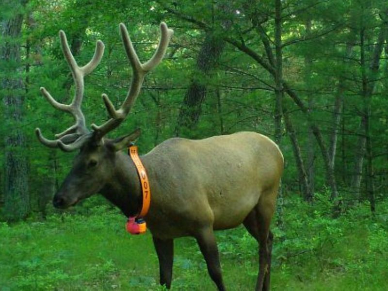 Help The DNR Monitor Wisconsin’s Elk This Fall