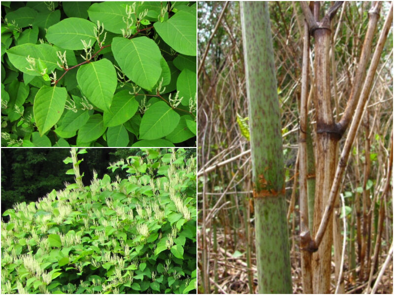 Invasive Japanese Knotweed Identification And Removal