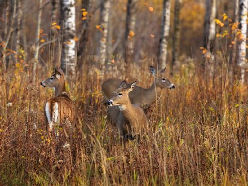 Wisconsin DNR Asks People Not To Bait Or Feed Deer