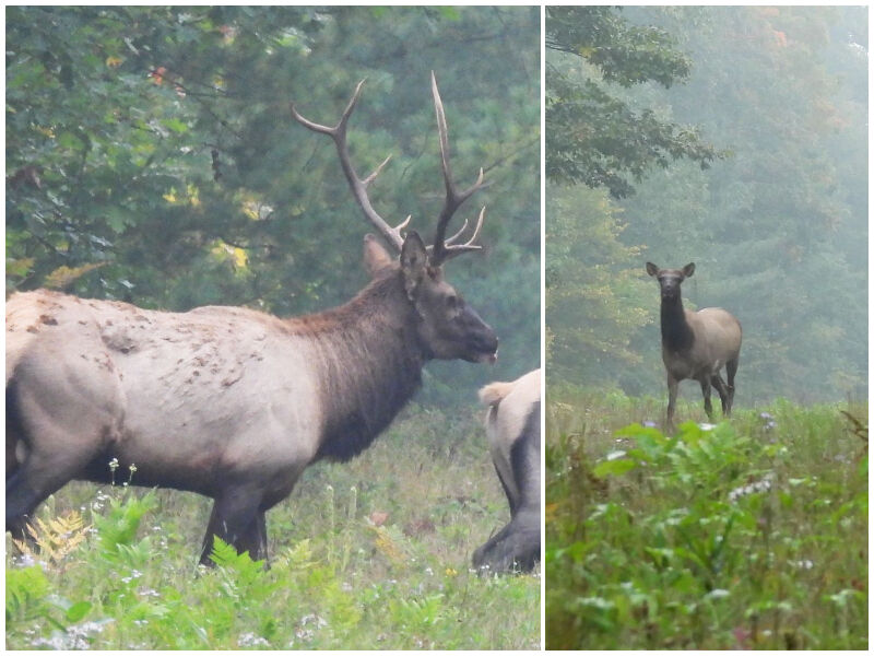 Natural Connections: Listening In Elk Habitat