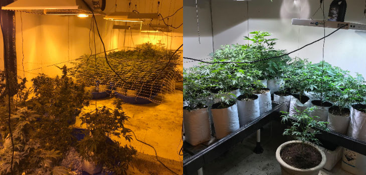 Sophisticated Growing Operation Discovered; Over 300 Pot Plants Seized