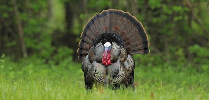 DNR to Waive Fall Turkey Drawing; Licenses on Sale Now