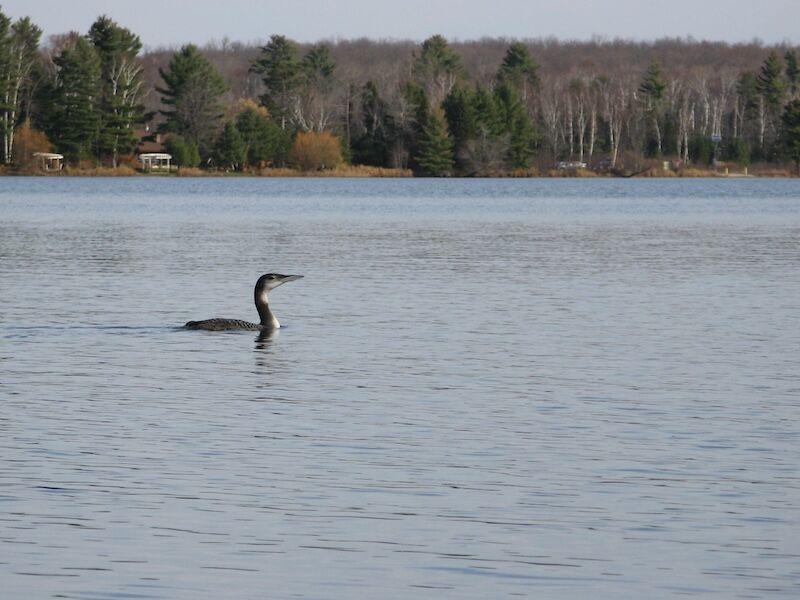Natural Connections: Lingering Loons