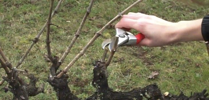 Pre-Register for Grape Pruning Workshop - Saturday April 14