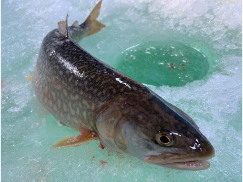 Lake Trout Season For Lake Superior Opens December 1st