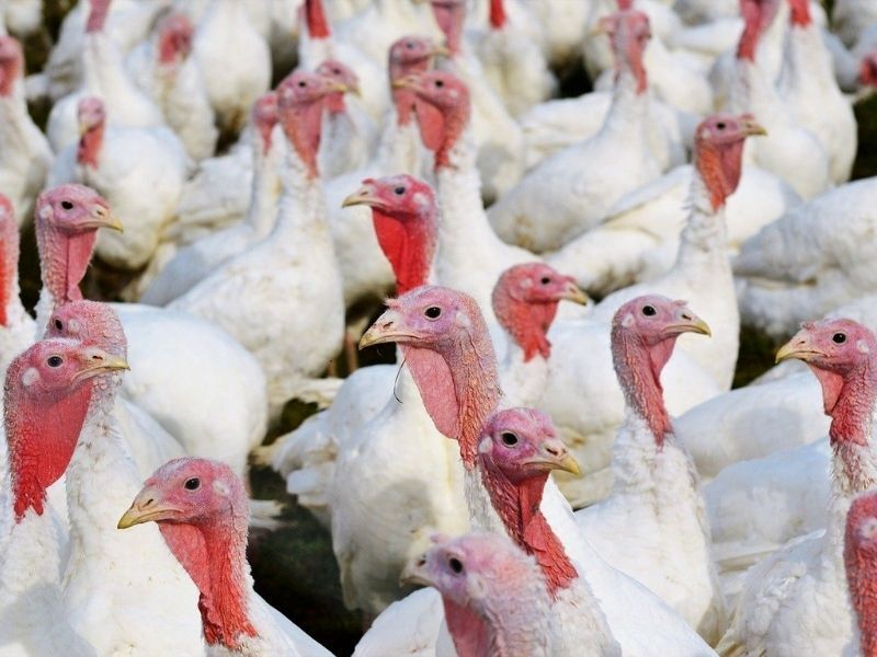 DATCP: Highly Pathogenic Avian Influenza Confirmed In Barron County