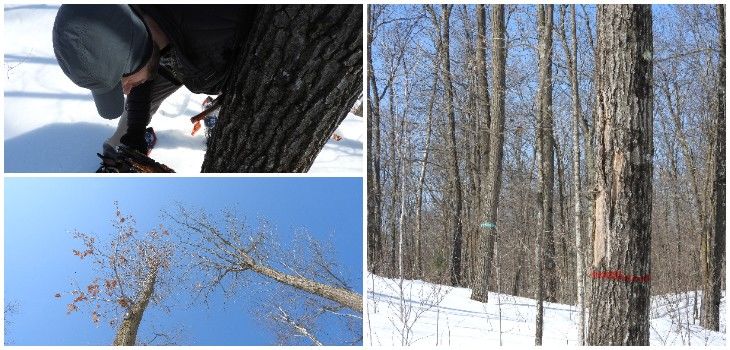 Natural Connections: 'Preventing Oak Wilt: A Team Effort'