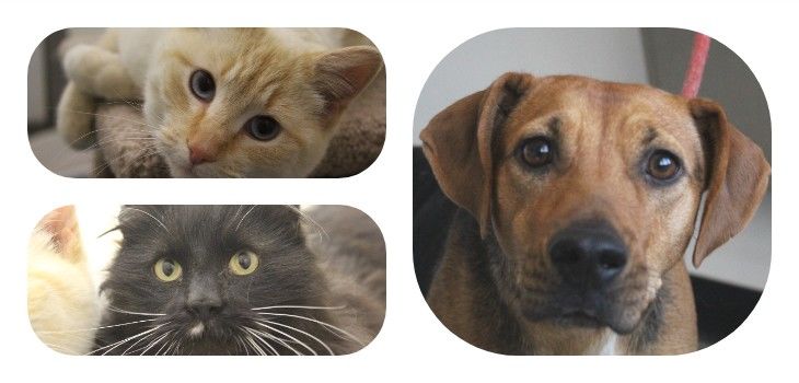 Northwoods Humane Society Pets of the Week