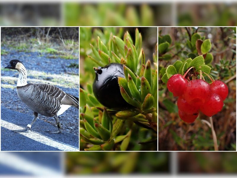 Natural Connections: Nenes And Blueberries In Hawaii