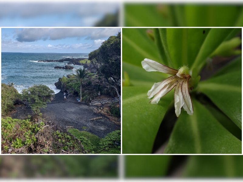 Natural Connections: Germinating Seeds And Excitement In Hawaii
