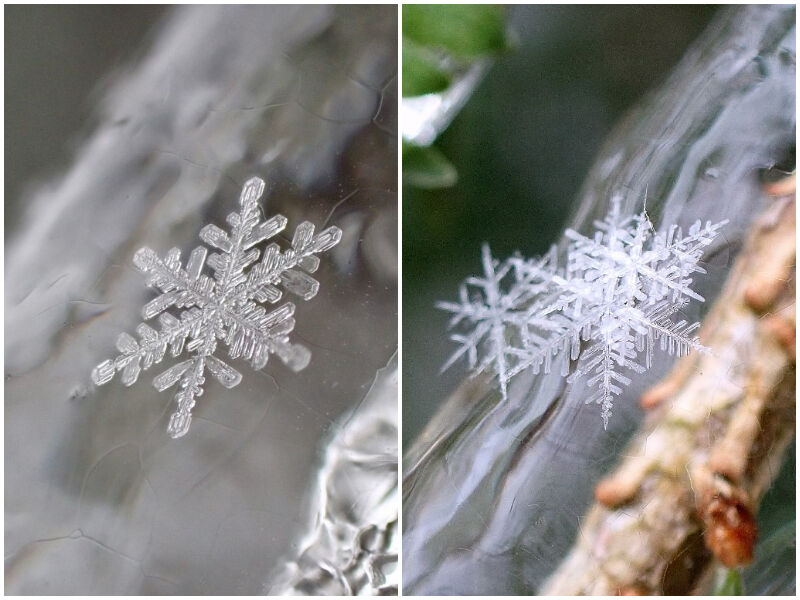 Natural Connections: Snowflake Stories