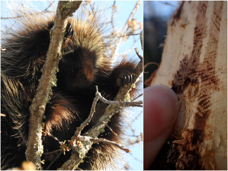 Natural Connections: Bark Eaters