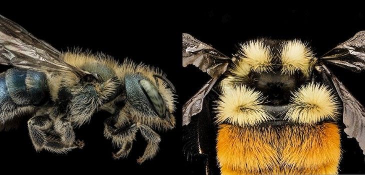 Natural Connections: A Rainbow of Bees