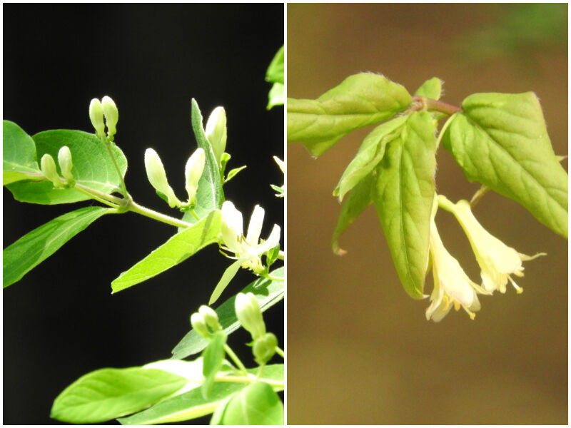 Natural Connections: Honeysuckle