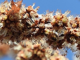 Natural Connections: Even the Mighty Silver Maples Need Bees Article Image
