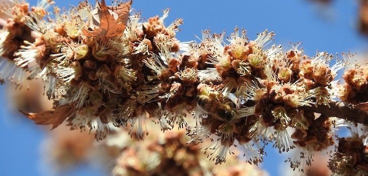 Natural Connections: Even the Mighty Silver Maples Need Bees