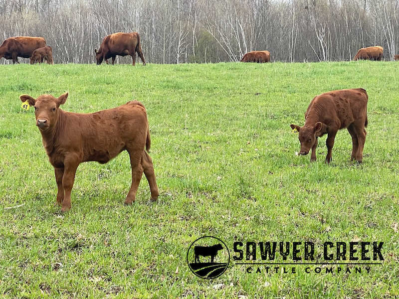 Sawyer Creek Cattle Celebrates Calving Season With Emphasis On Genetic Pedigree 