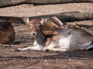 Governor Walker Announces Aggressive Actions to Combat the Spread of CWD Article Image