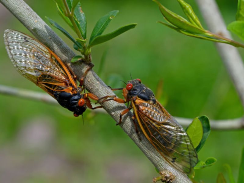 DNR: Cicadas Have Begun To Emerge In Wisconsin