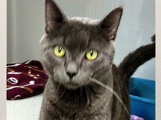 H.C.S.B. Weekly Wag of the Week - 5/7/18 Article Image