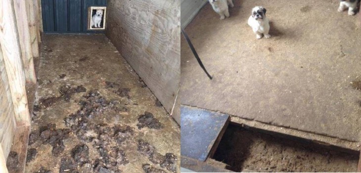 Wisconsin Facilities Listed in 'Horrible Hundred' Exposing Cruelty at Puppy Mills